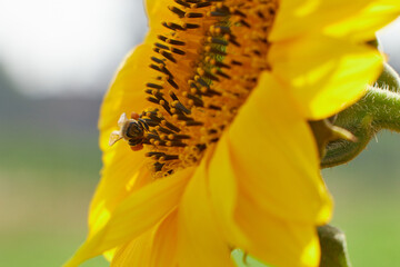 honey bee pollinating sunflower plant on sunny day in spring time