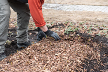 Man in gloves works in a garden. Gloved hands removes sawdust cover from the garden bed with small sprouts of garlic. High quality photo