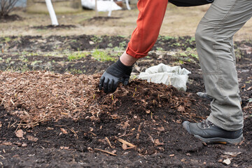 Man in gloves works in a garden. Gloved hands removes sawdust cover from the garden bed with small sprouts of garlic. High quality photo