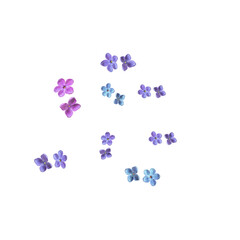 Lilac flowers separately in different shades of blue and purple. Isolate on white.