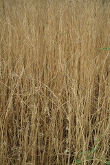 Dry grasses background 