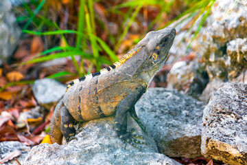 Iguana on rock tropical jungle Playa del Carmen Mexico.