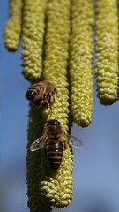 pszczoła na leszczynie #14