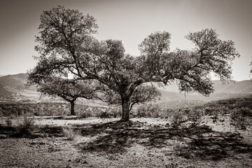 Holm oak
