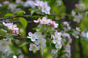 Branches with flowers and buds of blooming  apple tree against spring garden background. Closeup photo.  The awakening of nature, gardening concept.