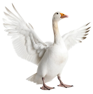A beautiful, white goose spread its wings wide. The goose flaps its wings. Isolated on a transparent background. KI.