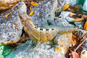Iguana on rock tropical jungle Playa del Carmen Mexico.