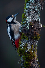 Pico picapinos (Dendrocopos major) en posadero V (Vertical)