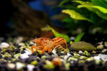 Orange crayfish in freshwater aquarium - Cambarellus patzcuarensis