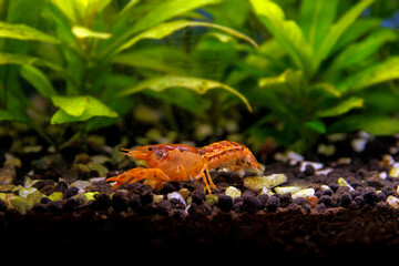 Orange crayfish in freshwater aquarium - Cambarellus patzcuarensis