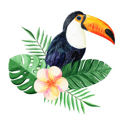 Watercolor toucan and tropical floral isolated on white . Hand drawn exotic bird and plumeria illustration