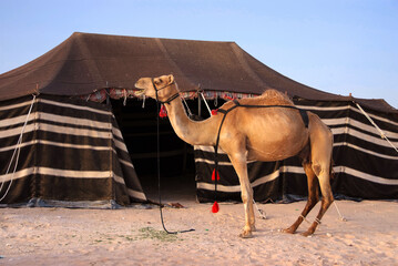 camel in the desert stands next to the Bedouin tent