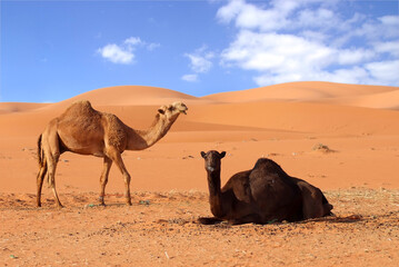 Arab camel in desert wildlife
