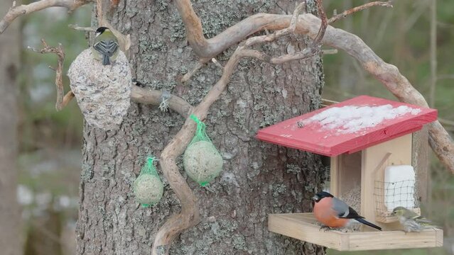 The orange bullfinch bird big tit and siskin birds on the bird feeder on the tree