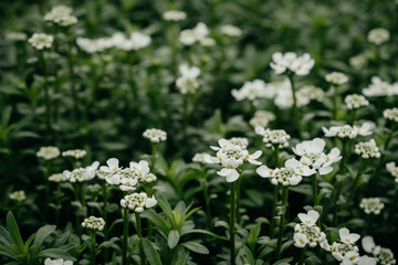 Beautiful white field flowers in the green grass. Tender wildflowers in the meadow. Macro shot of spring flowers