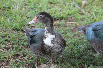 Close up of Ducks in the park