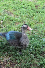 Close up of Ducks in the park