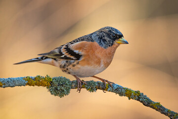Pinzón real macho (Fringilla montifringilla) sobre posadero IV