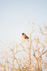 common myna bird sitting on a branch of the leafless tree with blue skies in the background in the mangrove forest