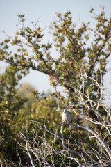 turtle dove bird sitting on a branch with blue skies in the background and green mangrove trees...