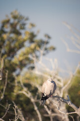turtle dove bird sitting on a branch with blue skies in the background and green mangrove trees bellow, Eurasian collared dove