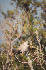 turtle dove bird sitting on a branch with blue skies in the background and green mangrove trees bellow, Eurasian collared dove