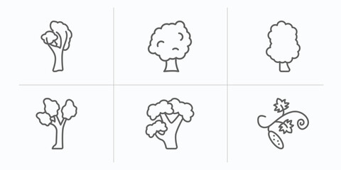 nature outline icons set. thin line icons such as yellow birch tree, sycamore tree, sassafras tree, eastern cottonwood pignut hickory cucumber vector.