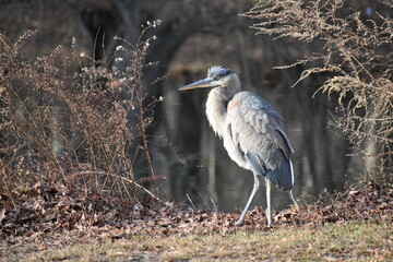 Blue Heron