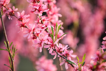 Fototapeta na wymiar Prunus tenella, dwarf russian almond blossomed in the spring garden. Selective focus.