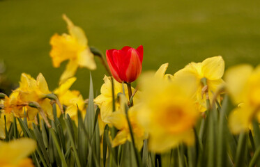 Fototapeta premium red and yellow tulips