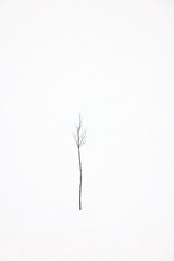 Tree against the white winter background