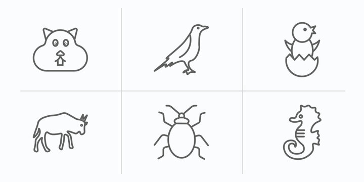 animals outline icons set. thin line icons such as wombat, raven, chick, wildebeest, bedbug, sea horse vector.