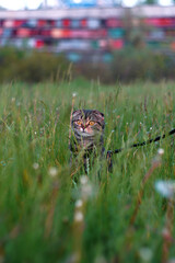Scottish fold cat on a leash sits in the grass
