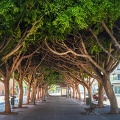 Ficus Trees at Paseo de Reding Street - Malaga, Andalusia, Spain