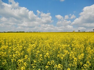 Fototapeta premium Eine Wanderung um Sondershausen, blühende Felder voller Raps