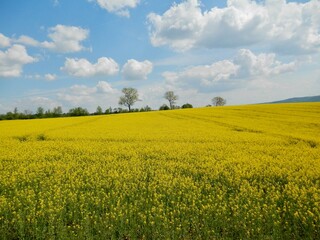 Fototapeta premium Eine Wanderung um Sondershausen, blühende Felder voller Raps