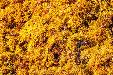 Beautiful Caribbean beach totally filthy dirty nasty seaweed problem Mexico.