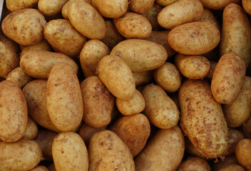 Potatoes for sale at vegetable market, close up. Boxes full of potatoes in shop. Fresh potato at the greengrocer's stall.