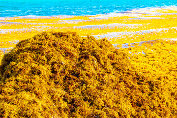 Beautiful Caribbean beach totally filthy dirty nasty seaweed problem Mexico.