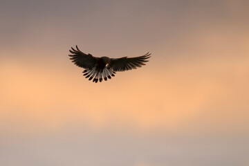 A falcon on air looking for food.