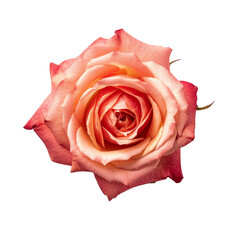 Single Rose Closeup from Top View on Transparent Background, Generative AI