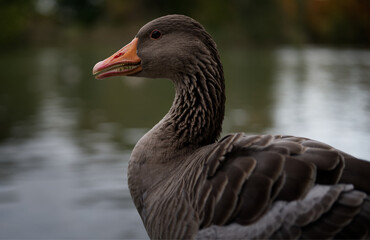 goose on a lake