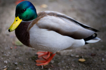 duck in the street