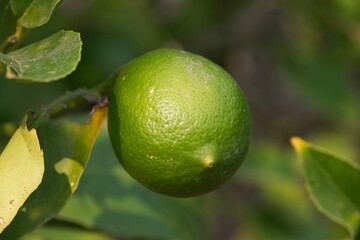 Organic Lime