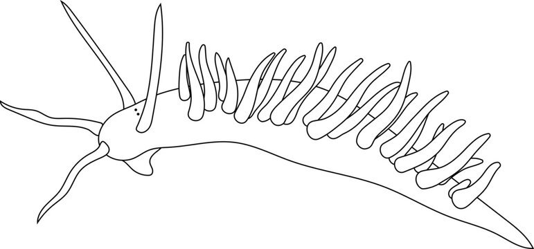 black and white sea slug outline clip art preview