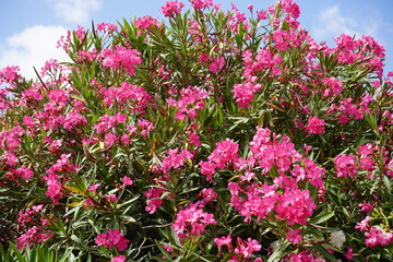Oleander is a beautiful ornamental shrub.rRed ,pink ,white flowers attract attention from afar.In Israel, this plant can be seen everywhere