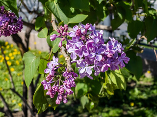 Moscow, Russia. Sretensky Boulevard, blooming lilac
