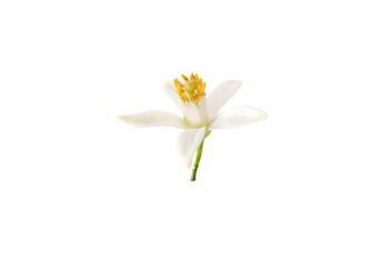 Orange tree blossom closeup. White petals and yellow stamens. Neroli fragrant flower isolated transparent png.