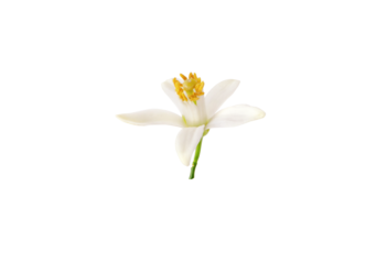 Orange tree blossom closeup. White petals and yellow stamens. Neroli fragrant flower isolated transparent png.