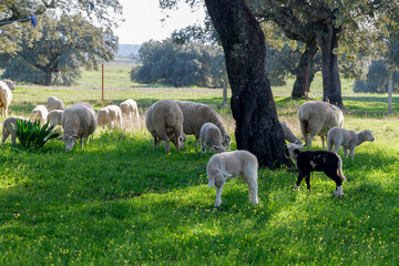 Lambs among holm oaks in a pasture in Extremadura. Spain